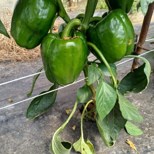 484801821_1168672605049548_1433729490022638922_n