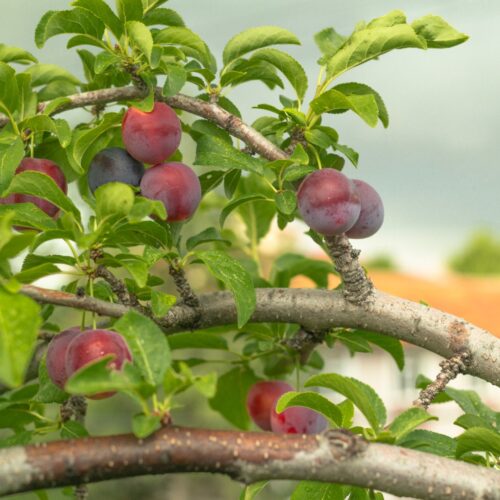 484843192_1168962598353882_5565857911870198544_n