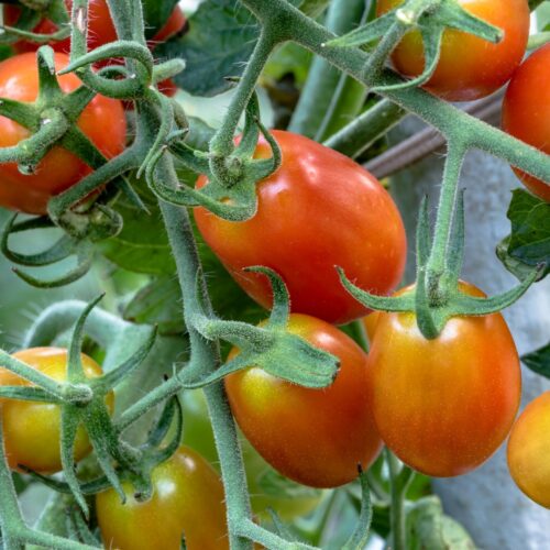 485767269_1168047375112071_4281043058305321350_n