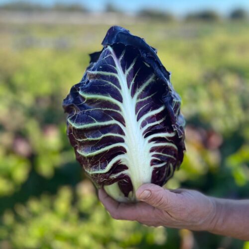 486303876_1172746484642160_8436330027235228604_n