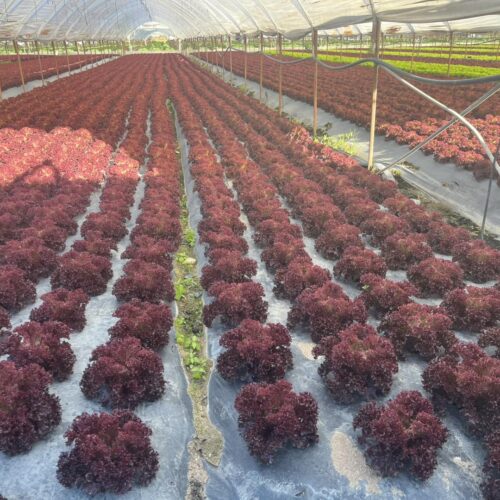 487461271_1176811187569023_2795860614785346620_n