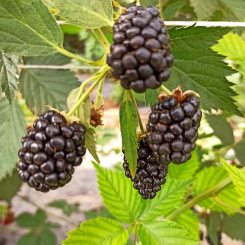 Immagine WhatsApp 2025-07-23 ore 17.48.42_6709f038