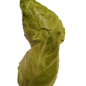 Cavolo Cappuccio a Punta